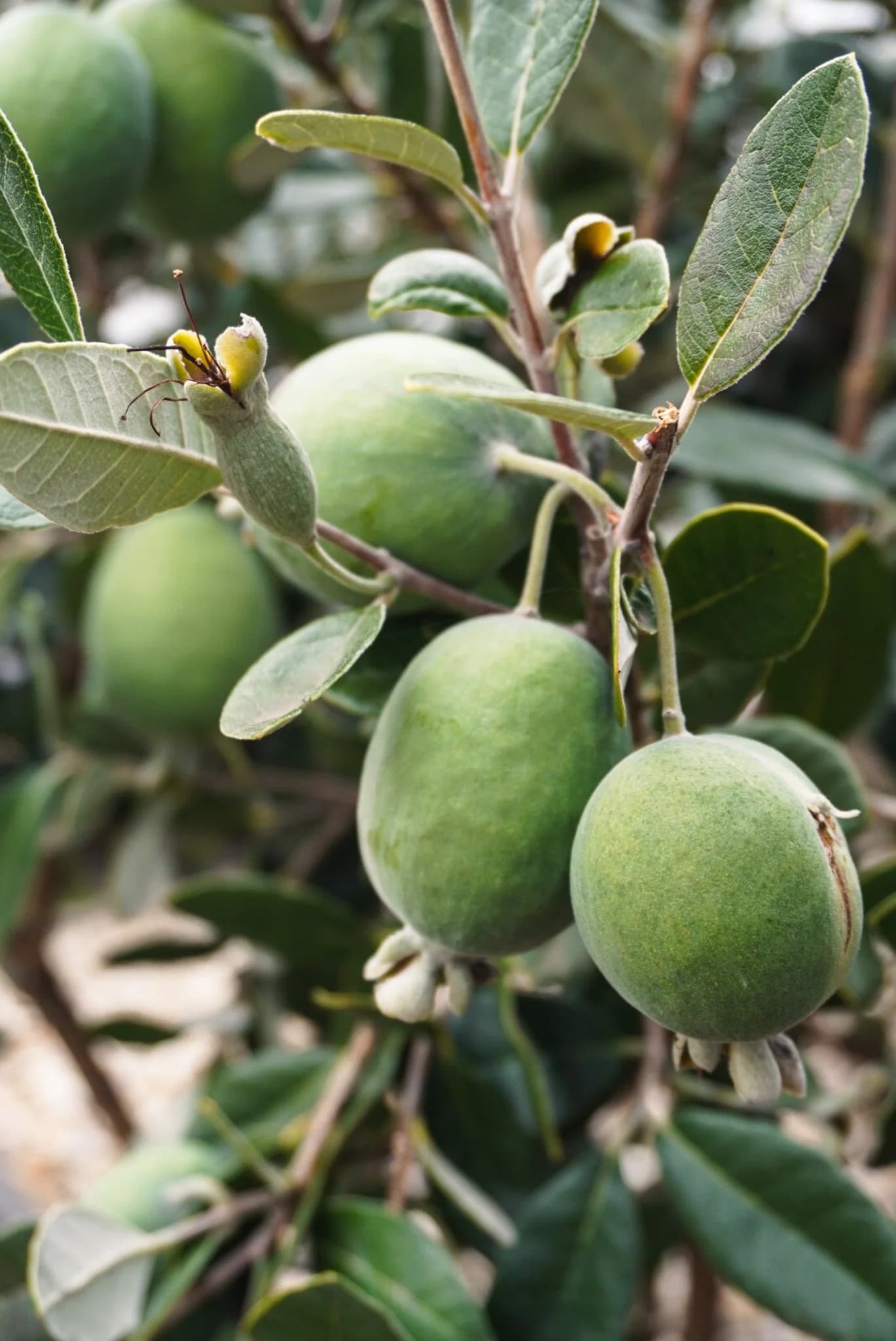 FEIJOA